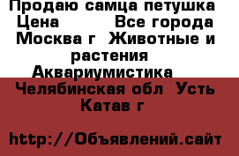 Продаю самца петушка › Цена ­ 700 - Все города, Москва г. Животные и растения » Аквариумистика   . Челябинская обл.,Усть-Катав г.